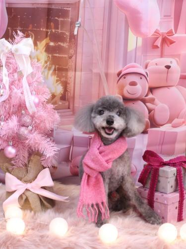 20241205タルトくん